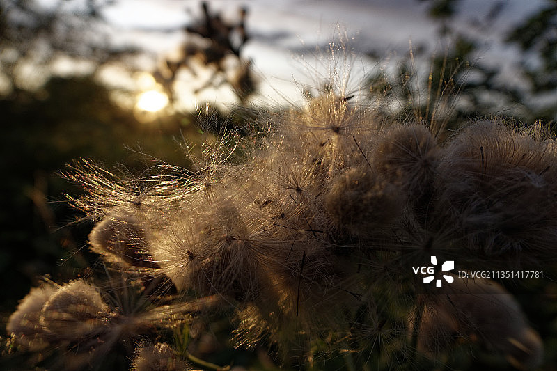 英国谢菲尔德田野里枯萎植物的特写图片素材