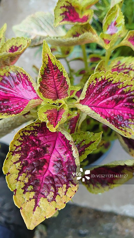 粉色植物叶子特写图片素材