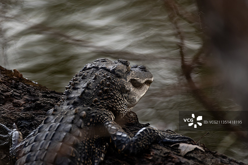 美国佛罗里达州皮内拉斯县树上的蜥蜴特写图片素材