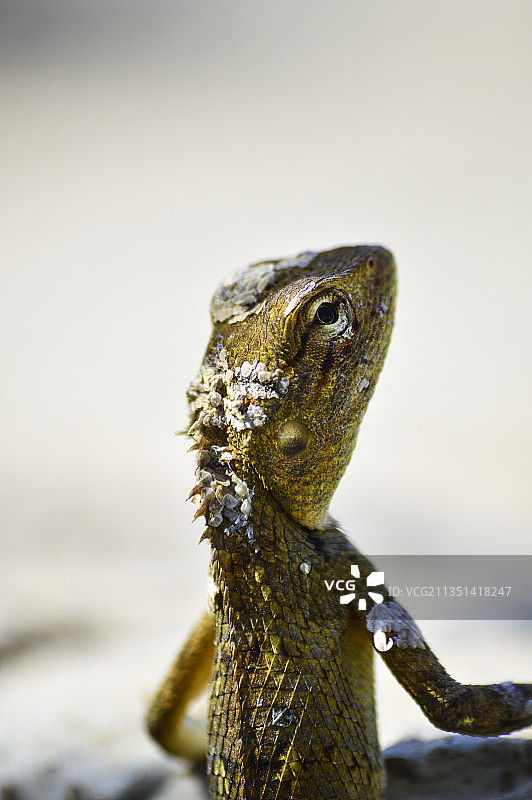 岩石上的鬣蜥特写镜头图片素材