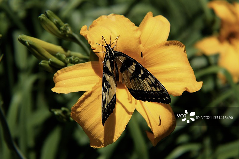 蝴蝶在黄花上采蜜特写，美国特拉华州米尔斯伯勒图片素材