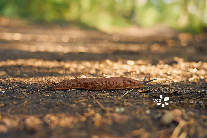田野上的昆虫特写，芬兰图尔库图片素材