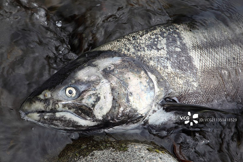 美国俄勒冈州蒂拉穆克县市场上出售的鱼的特写图片素材
