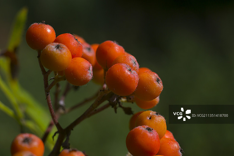 俄罗斯树上生长的浆果特写图片素材