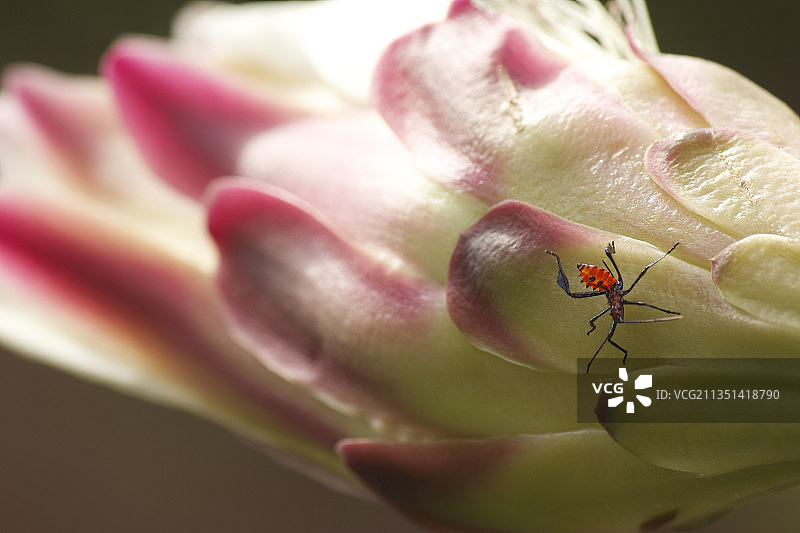 花朵上的昆虫特写，科利马，墨西哥图片素材