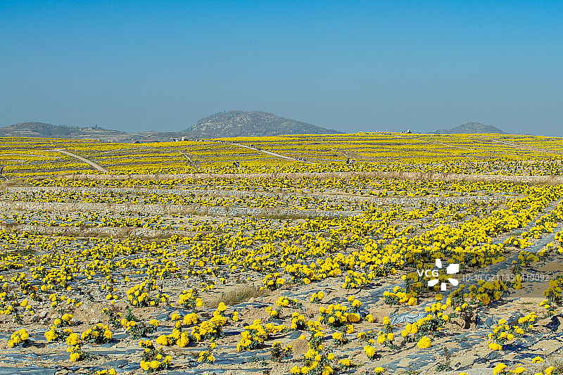 山东泰安新泰良心谷菊花产地图片素材