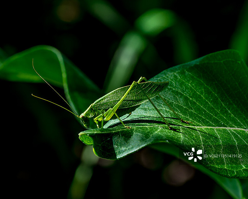 树叶上昆虫的特写镜头图片素材