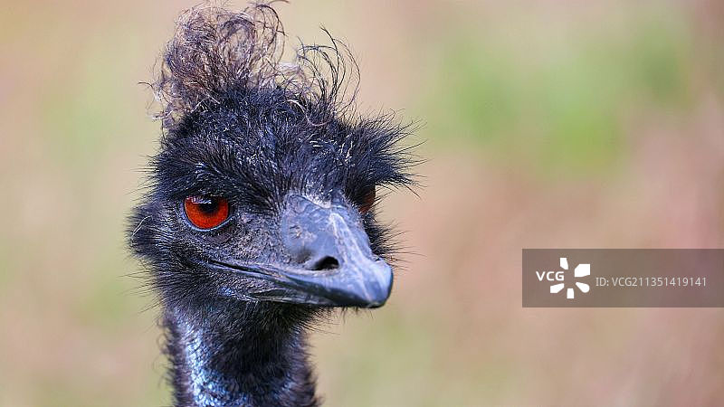 马恩岛拉姆齐的鸵鸟特写图片素材