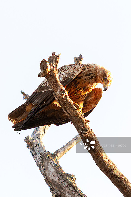 晴空下栖息在树枝上的猛禽（克鲁格国家公园，南非）图片素材