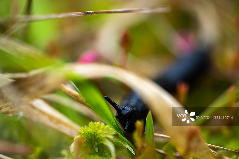 德国尼德桑德豪森的植物上的昆虫特写图片素材