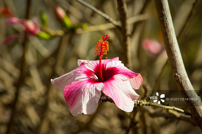 西班牙圣克鲁斯-德特内里费港的粉色芙蓉花特写图片素材