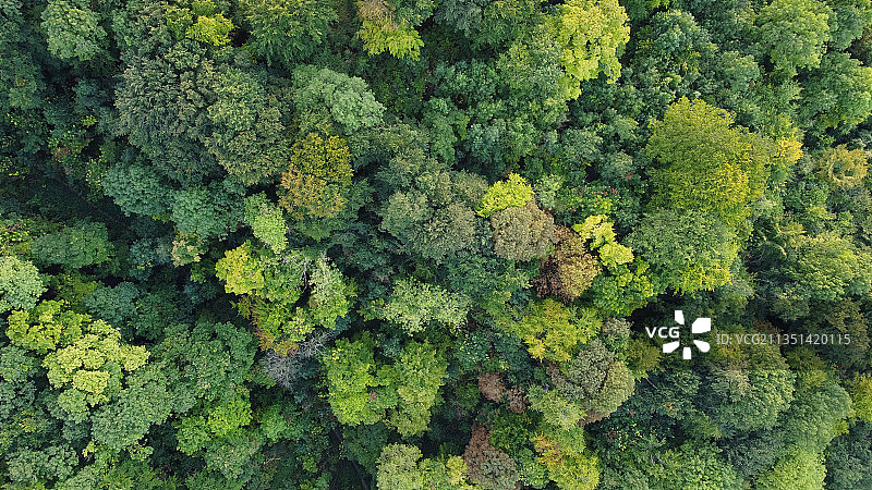 英国哈灵顿森林树木特写图片素材