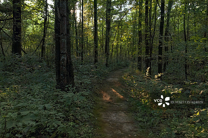 美国明尼苏达州森林中的树木图片素材