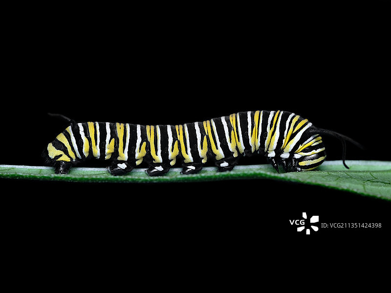 毛毛虫在植物上特写，美国密歇根州克林顿图片素材
