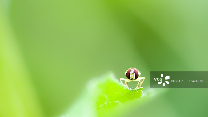 美国马萨诸塞州阿什兰的绿叶特写图片素材