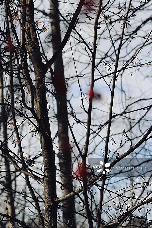 低角度的裸露的树对天空图片素材