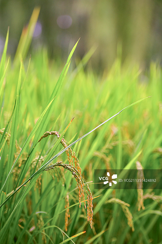 北京海淀公园中一片京西御稻图片素材