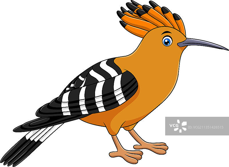 可爱戴胜鸟卡通形象图片素材