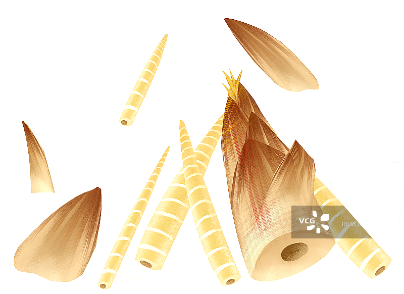 春笋插画元素图片素材