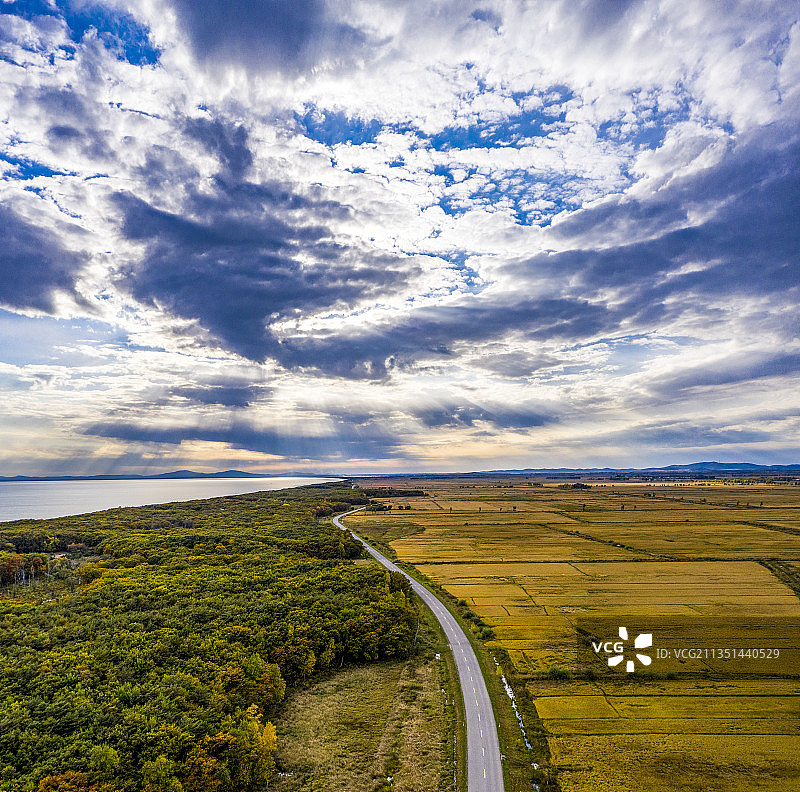 黑龙江鸡西：中俄界湖兴凯湖北岸稻田风光图片素材