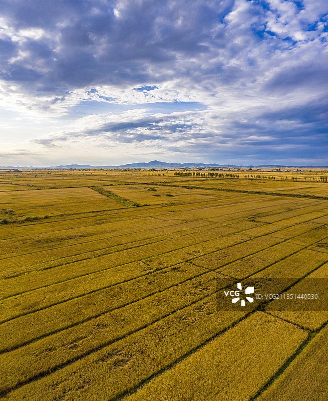 黑龙江鸡西：中俄界湖兴凯湖北岸稻田风光图片素材