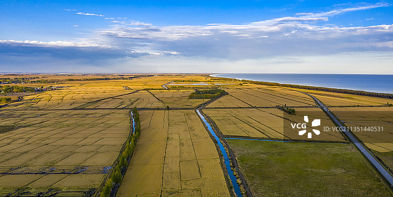 黑龙江鸡西：中俄界湖兴凯湖北岸稻田风光图片素材