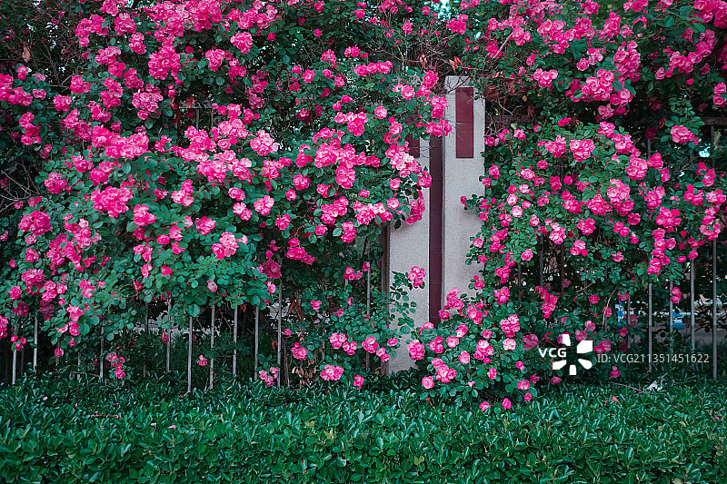 盛开的蔷薇花图片素材