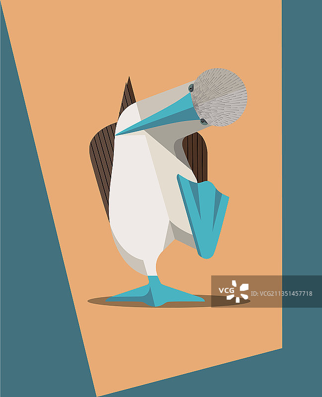 蓝脚鲣鸟求偶舞图片素材