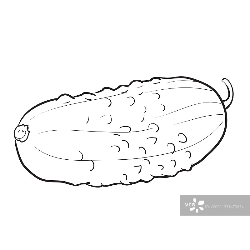 带小疙瘩的黄瓜填色书素描图片素材