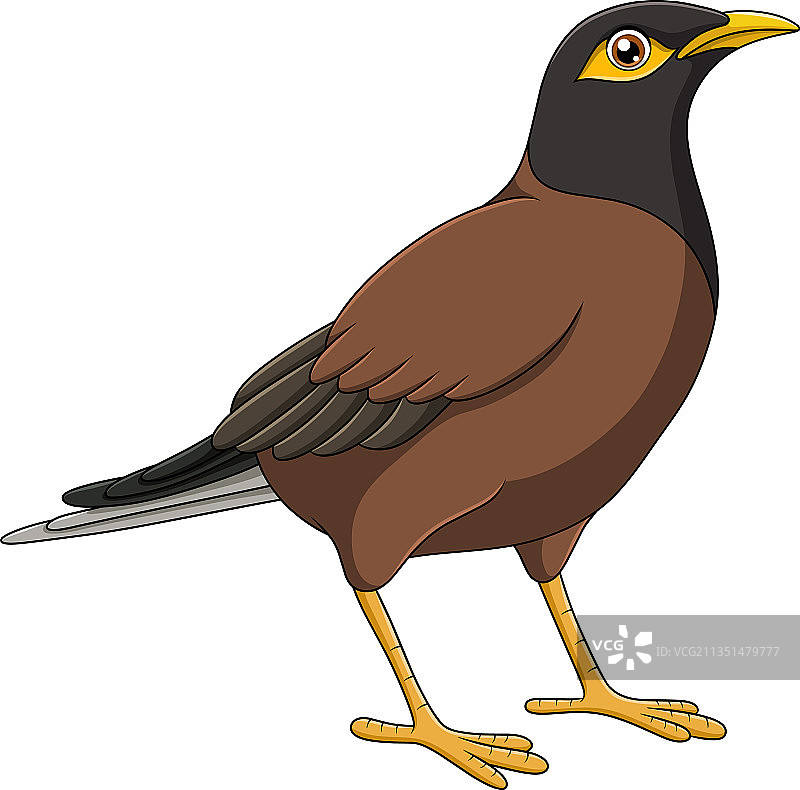 可爱的鹩哥鸟卡通图片素材