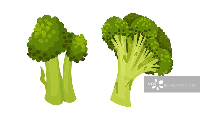 西兰花：可食用的绿色茎状植物图片素材