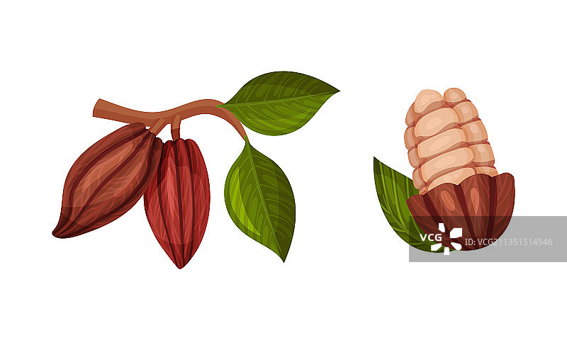 可可豆荚及其内部可可豆图片素材