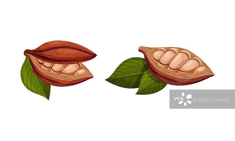 可可豆荚及其内部可可豆图片素材