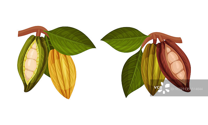可可豆荚及其内部可可豆图片素材