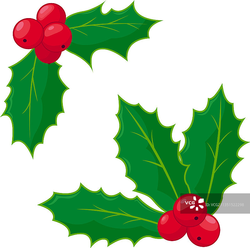 冬青浆果小枝图片素材