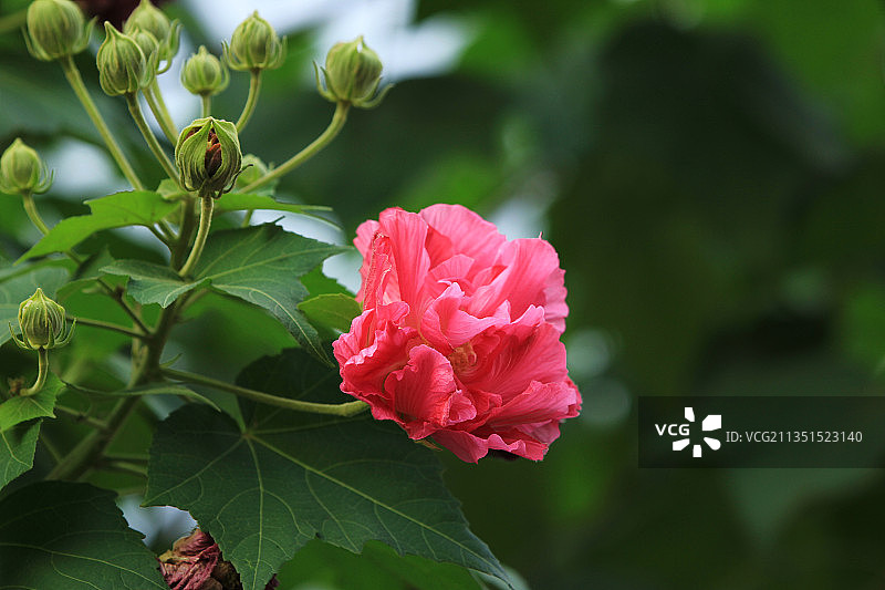 芙蓉花，木芙蓉，成都市花，红色图片素材