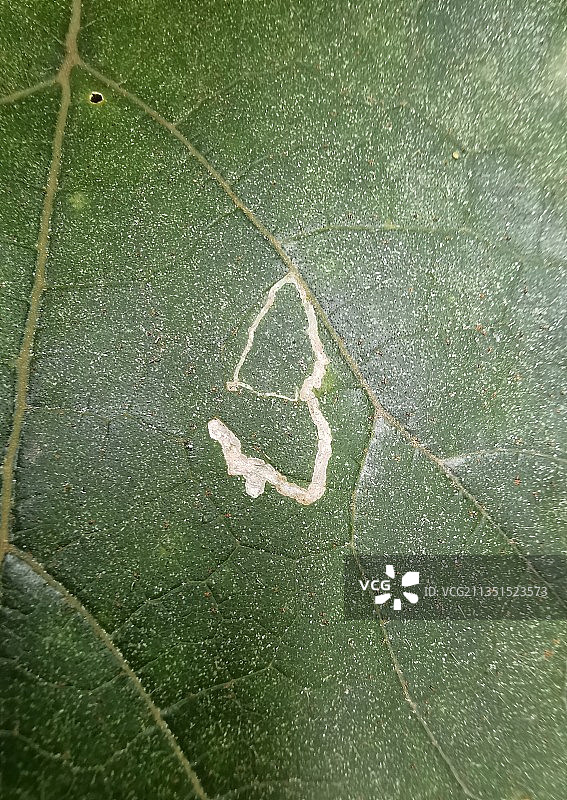 叶上“读书郎”图片素材