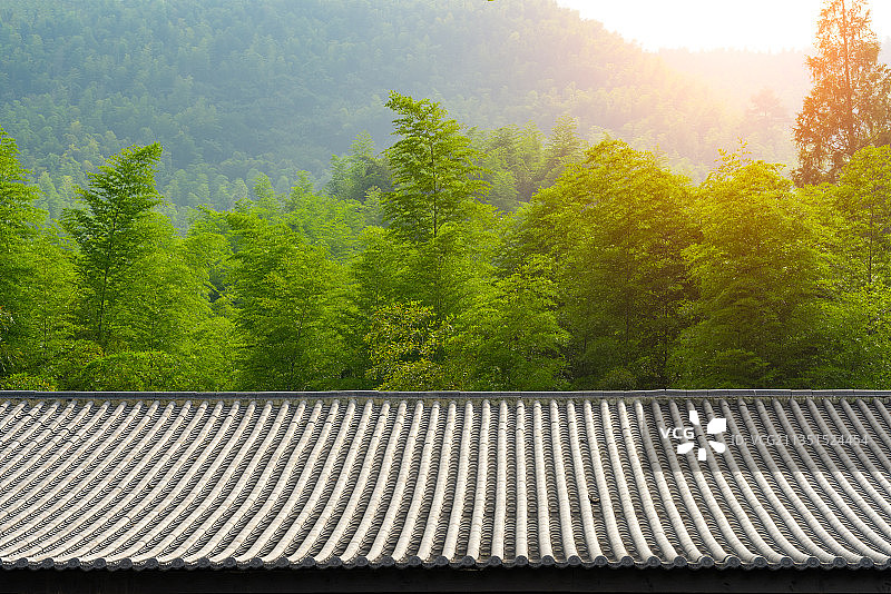 竹海，竹林图片素材