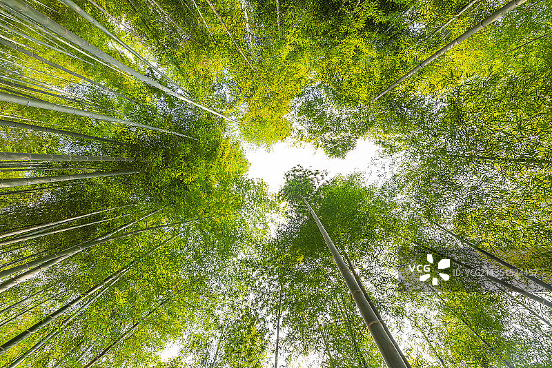 仰视竹林图片素材