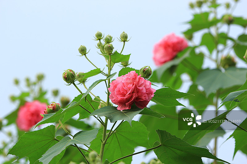 芙蓉花，木芙蓉，成都市花，红色，中国四川图片素材