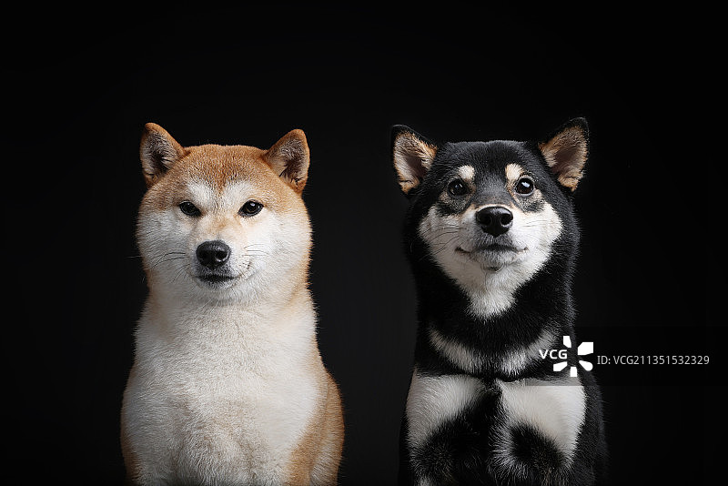 可爱的日本柴犬图片素材