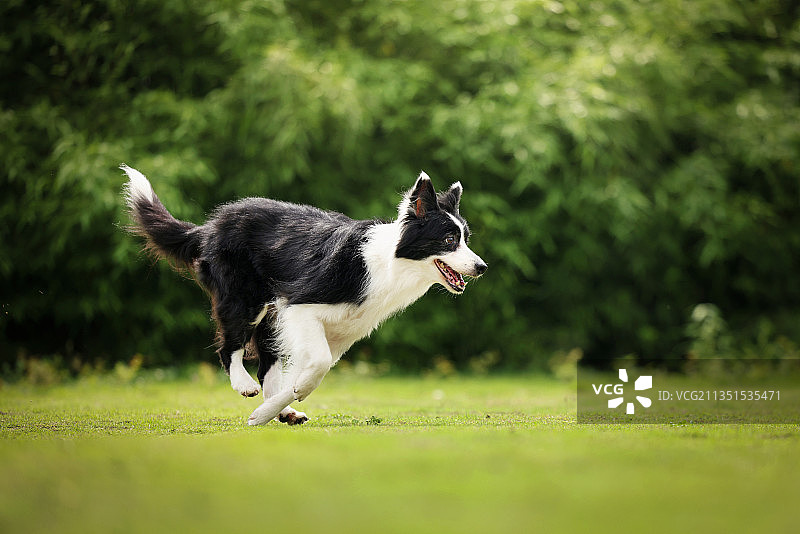 奔跑的边境牧羊犬图片素材