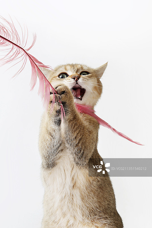 活泼的金渐层猫图片素材