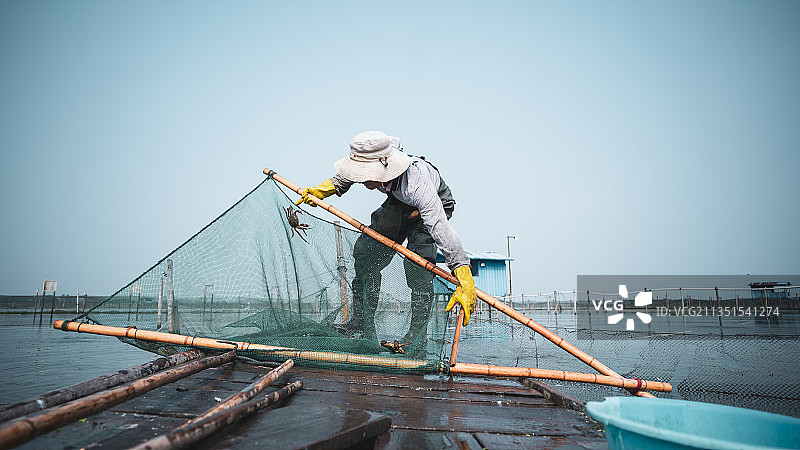 阳澄湖大闸蟹养殖场·8图片素材