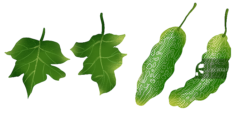 苦瓜插画元素图片素材