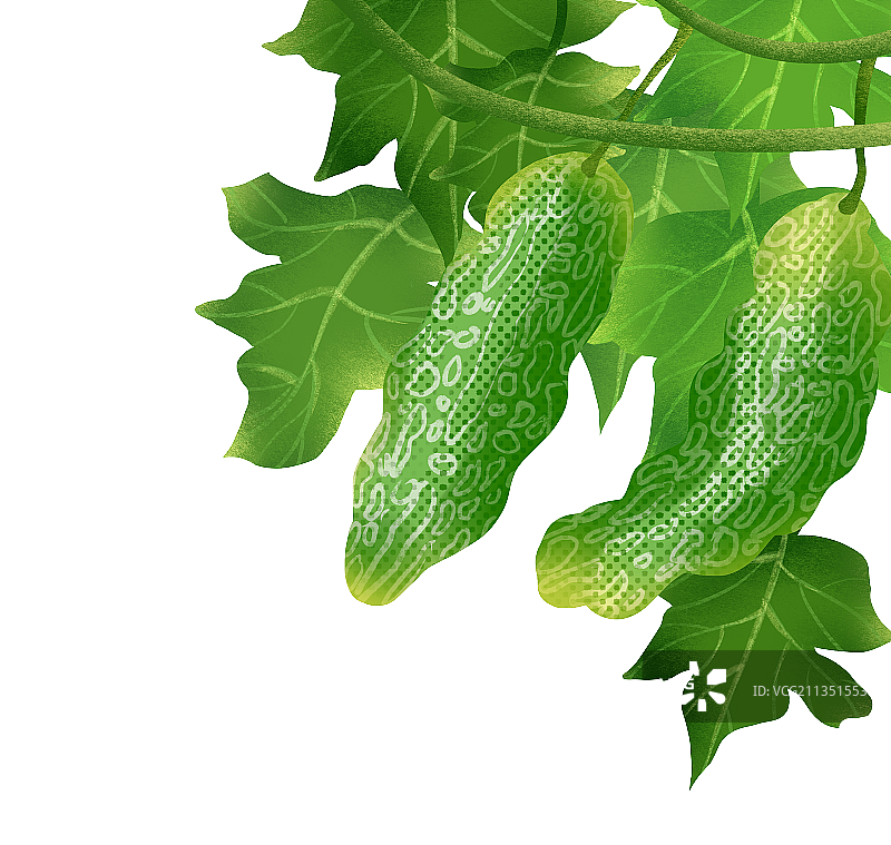 苦瓜蔬菜插画元素图片素材