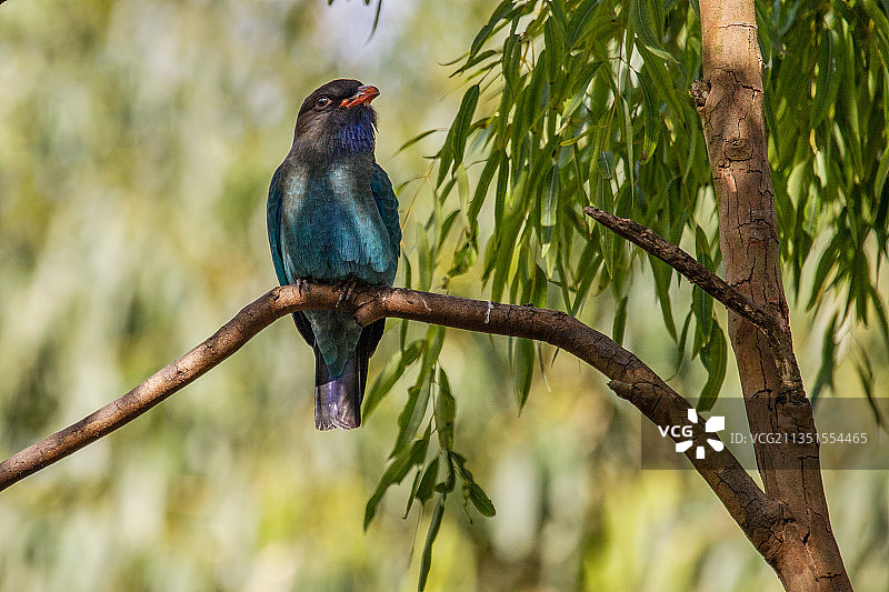 三宝鸟图片素材