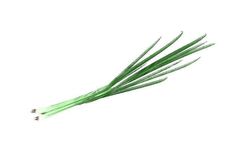 小葱插画元素图片素材