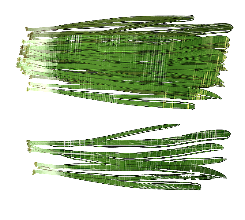 韭菜插画元素图片素材