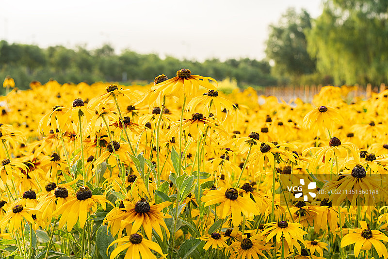 河北省石家庄市滹沱河生态旅游景区花海图片素材